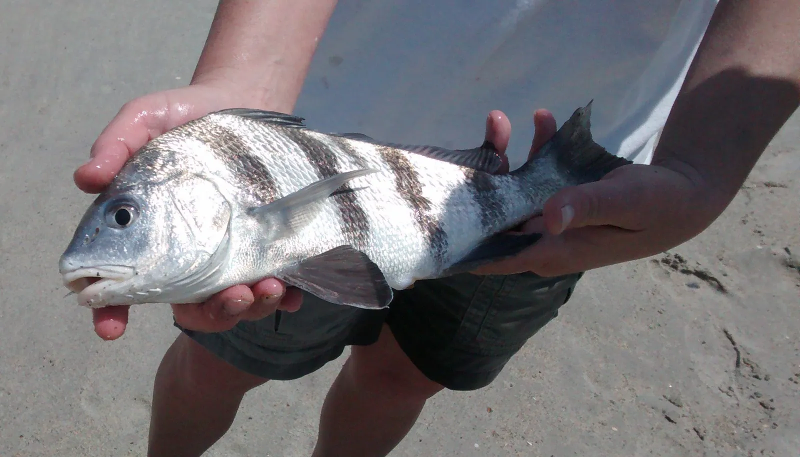 Black Drum at Kure Beach sheep fish at Kure Beach just 2 hrs drive from Raleigh