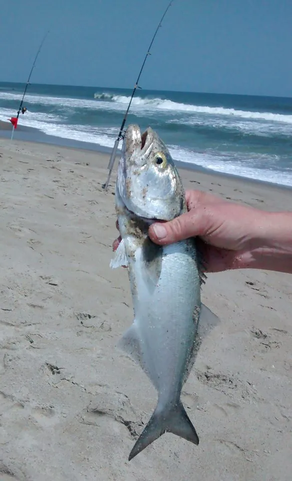 Bluefish Bluefish