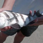 Black Drum at Kure Beach sheep fish at Kure Beach just 2 hrs drive from Raleigh