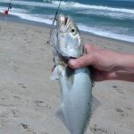 Bluefish Bluefish