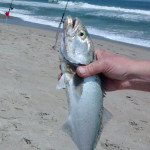 Bluefish